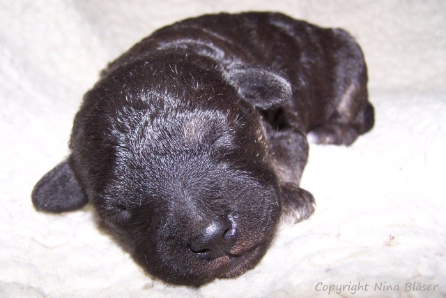 Arc-en-ciel Arlequin 20.01 (12).JPG